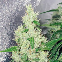 Y Griega x3 - Medical Seeds