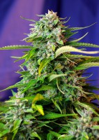 Jack 47 Auto 3+1 - Sweet Seeds